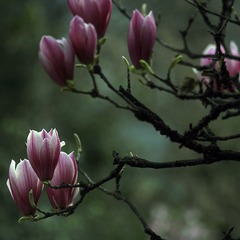 _SAM0999