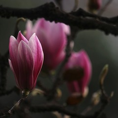 _SAM1004