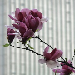 _SAM1024