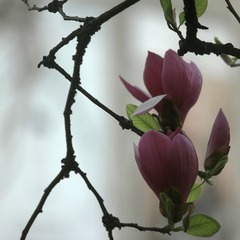_SAM0049