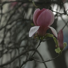 _SAM0046