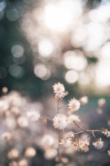 _AIM2485