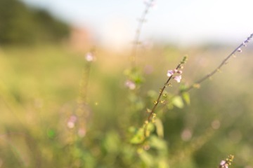 _AIM2467