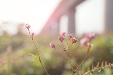 _AIM2471
