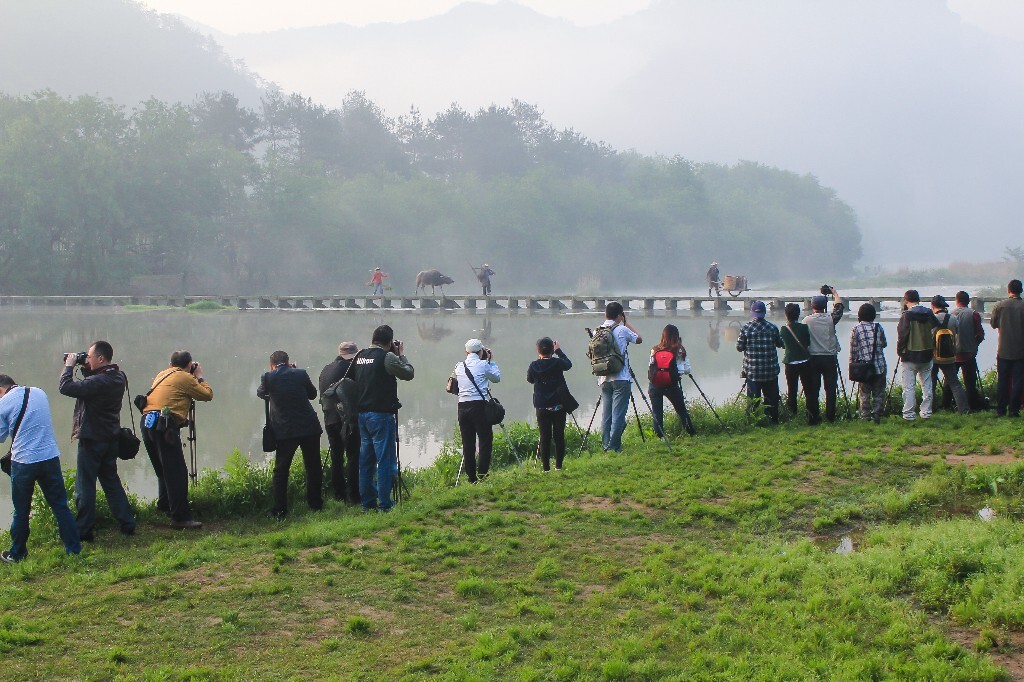 2013年5月12日,浙江丽水仙都,晨雾中,一群摄影人正在拍摄桥上的老农拉牛