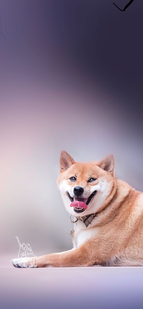 猫叔耳朵影像的最新作品