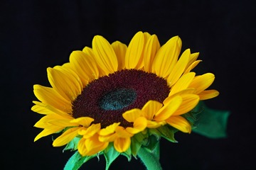 向日葵-4.dof