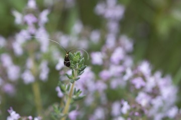 DSC_2934full.jpg