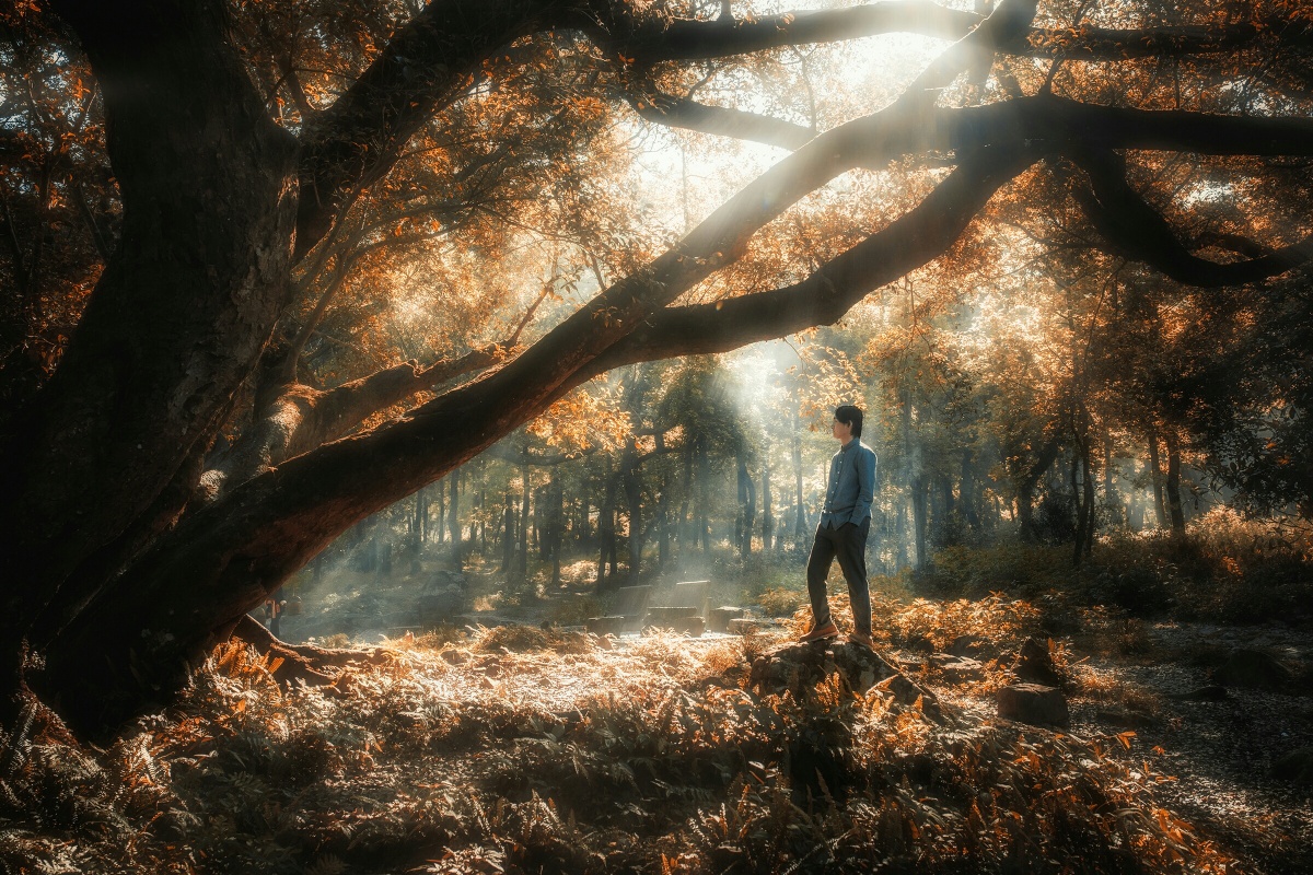 丛林秘境 - 沐夜muye - 图虫