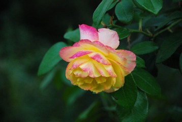 DSC_2011.JPG