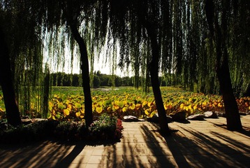 DSC_2385.JPG