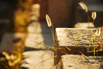 DSC_2561.JPG