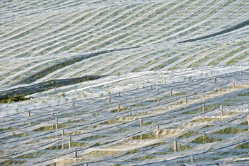 DSC_1175.JPG