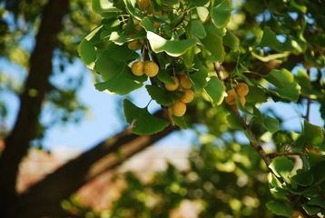 DSC_1409.JPG