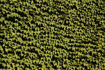 DSC_1540.JPG
