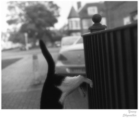 cat 1