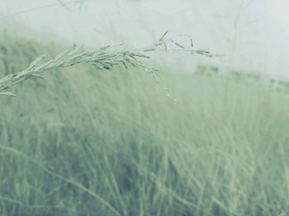 SNV30548_副本.jpg