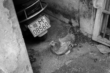 L1001961.jpg
