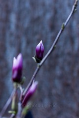 L1000951.jpg