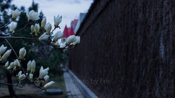 L1000963.jpg