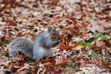 squirrel.jpg