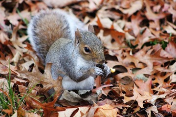 squirrel2.jpg