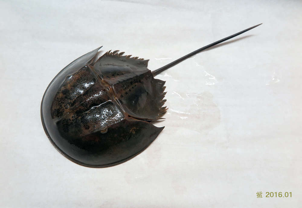 属于肢口纲(merostomata)剑尾目(xiphosura)的海生节肢动物,鲎形似蟹