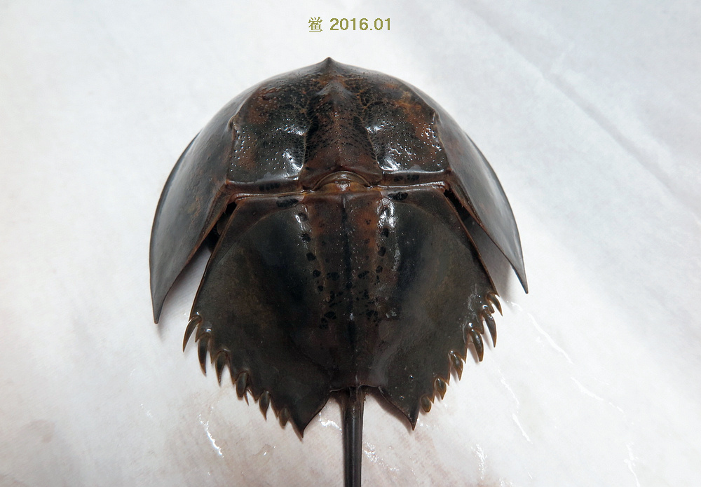 属于肢口纲(merostomata)剑尾目(xiphosura)的海生节肢动物,鲎形似蟹