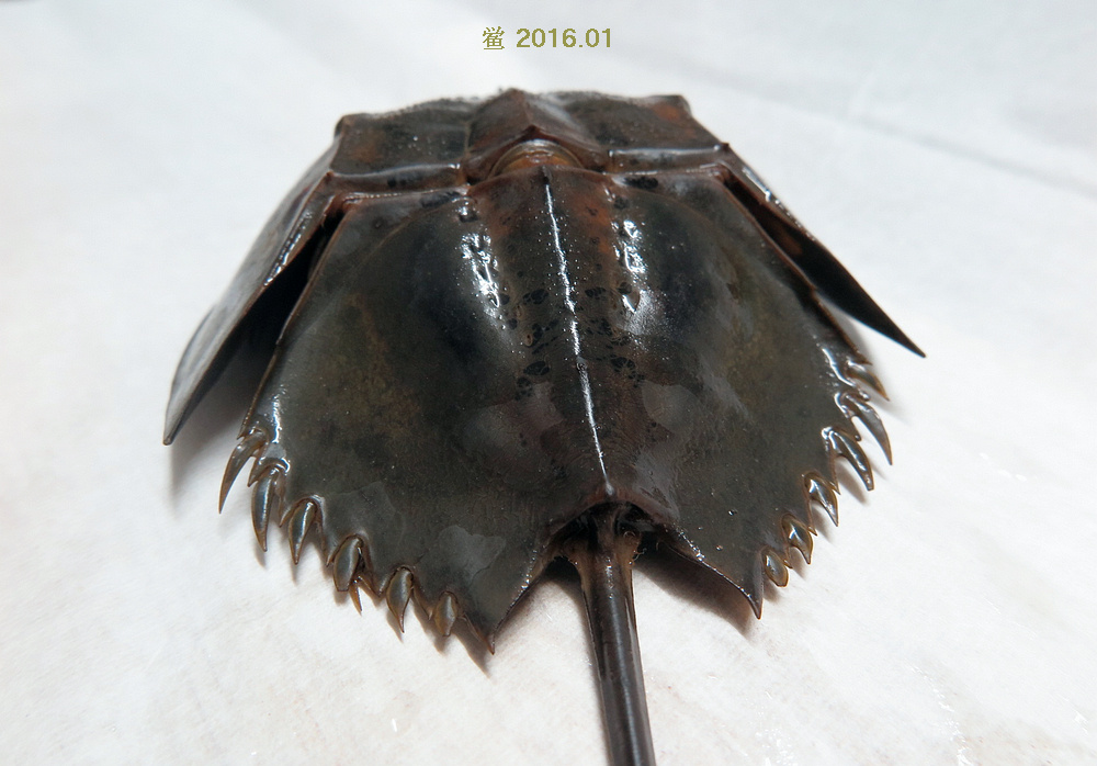 属于肢口纲(merostomata)剑尾目(xiphosura)的海生节肢动物,鲎形似蟹