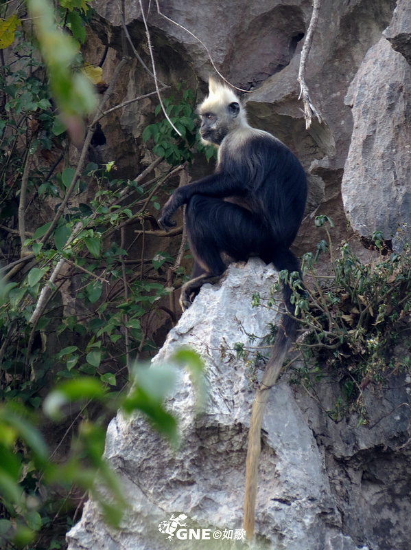 喀斯特精灵白头叶猴