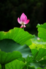 6-29雨荷3