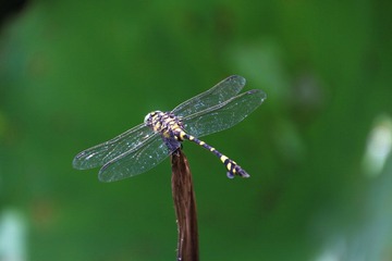 IMG_2327.JPG