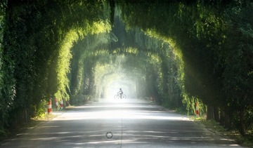 林荫大道