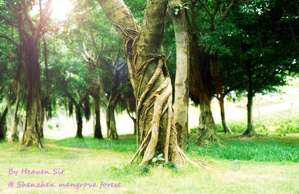 深圳红树林<br />
Summer has come and passed <br />
The innocent can never last <br />
wake me up when september ends