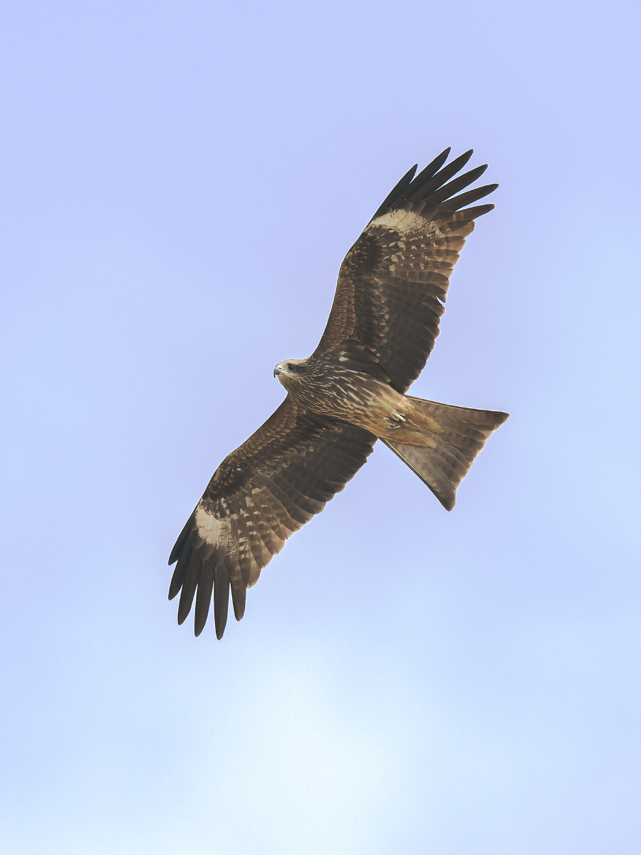 深圳的猛禽黑鸢俗称老鹰