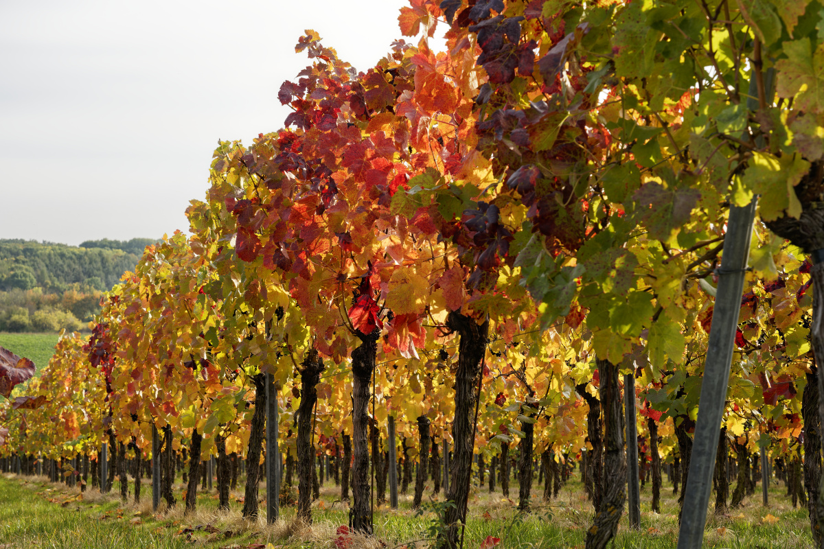 送你一朵小花花