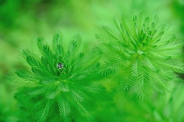 Dewdrop