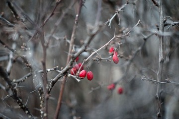_1060681-2.jpg