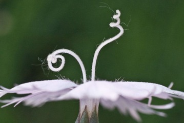_1080781-1.jpg