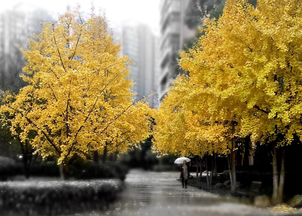 11月的长沙，小区中央公园的银杏都黄了，落了一地，染了一片。
