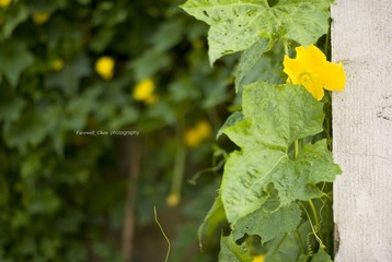 _DSC5141.JPG