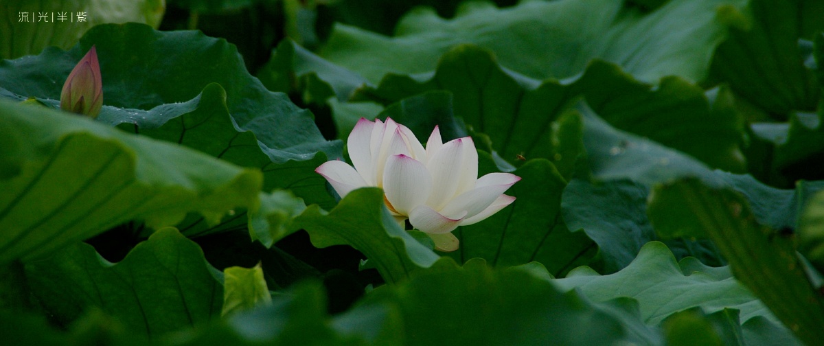 西湖夜放白莲花的白莲脉络