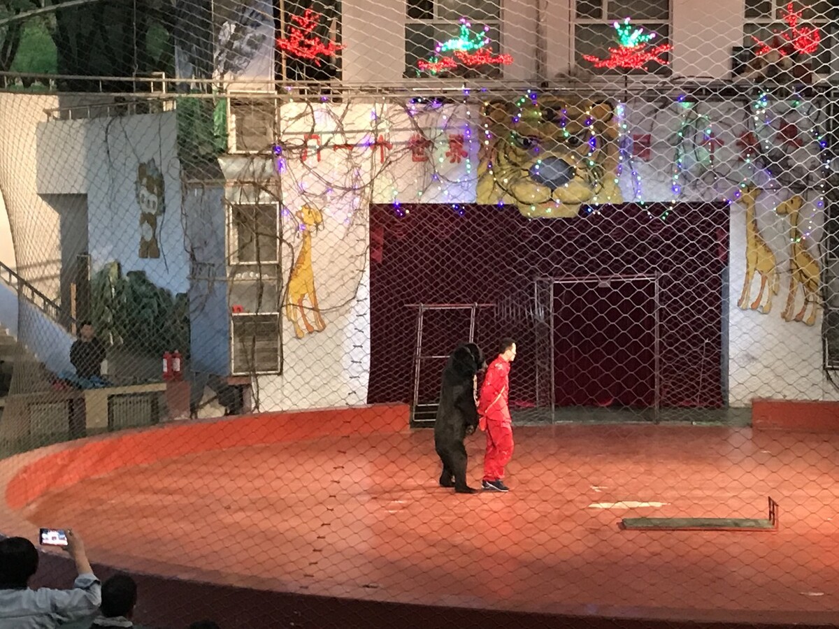 过年表演才艺魔术教学反思