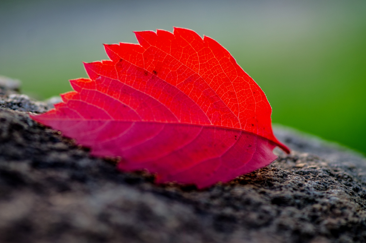 逍遥子高远 - 图虫网 - 优质摄影师交流社区