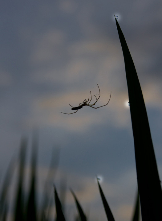 稻田;里的蜘蛛!