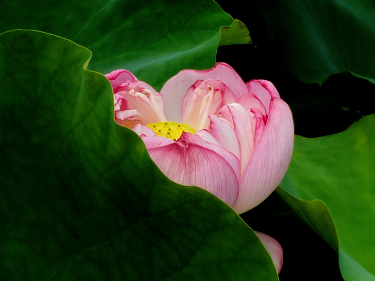 盈盈荷瓣风前落翩翩荷花雨后娇在夏日的燥热中寻觅一塘清幽让浮躁的心