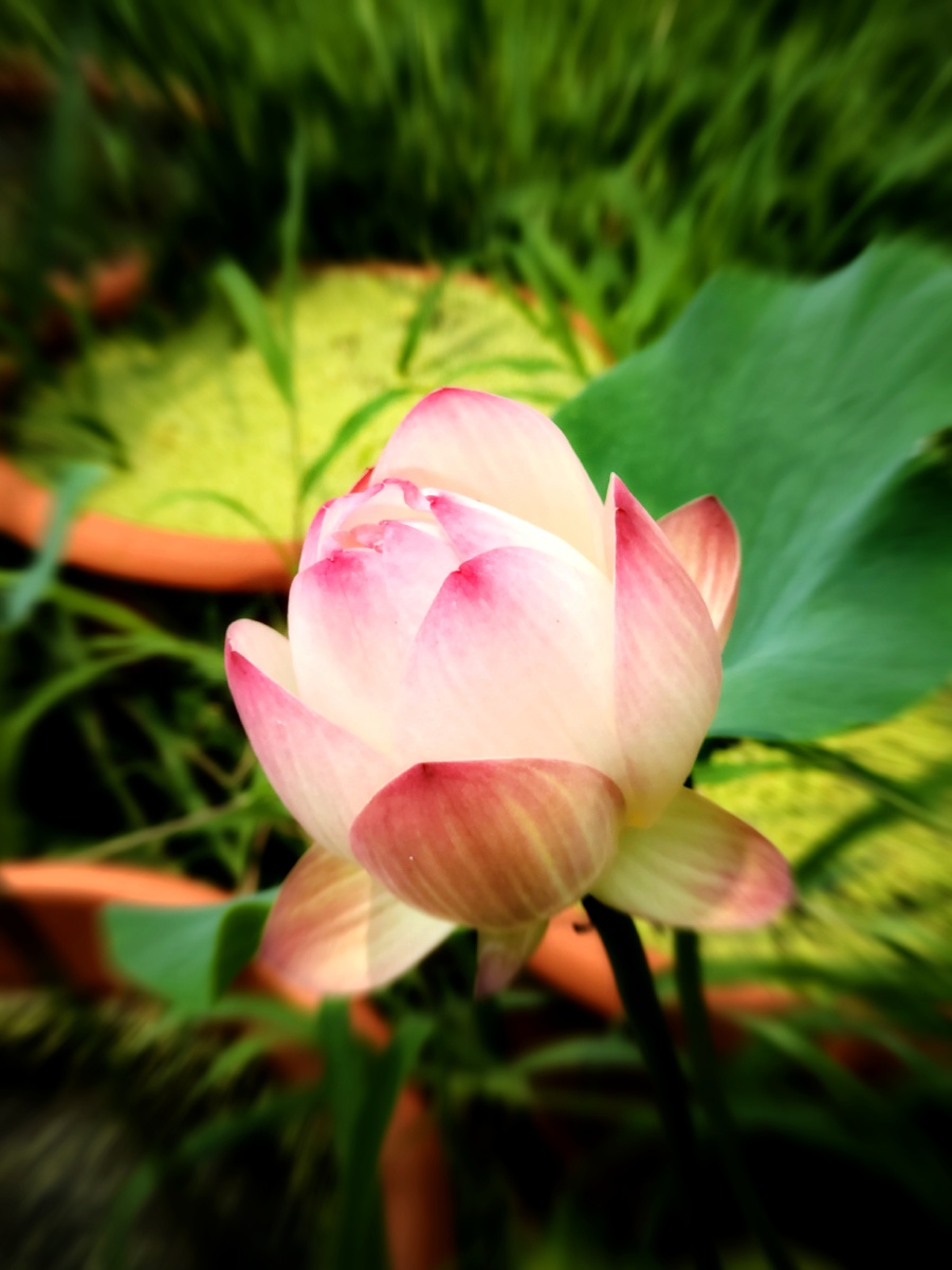 盈盈荷瓣风前落翩翩荷花雨后娇在夏日的燥热中寻觅一塘清幽让浮躁的心
