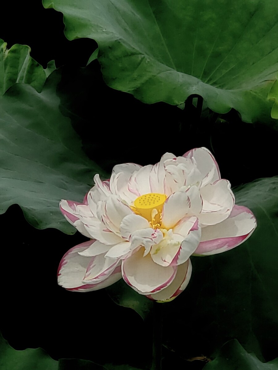 盈盈荷瓣风前落翩翩荷花雨后娇在夏日的燥热中寻觅一塘清幽让浮躁的心