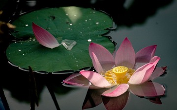 花卉010.JPG