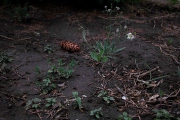 SDIM0174.jpg